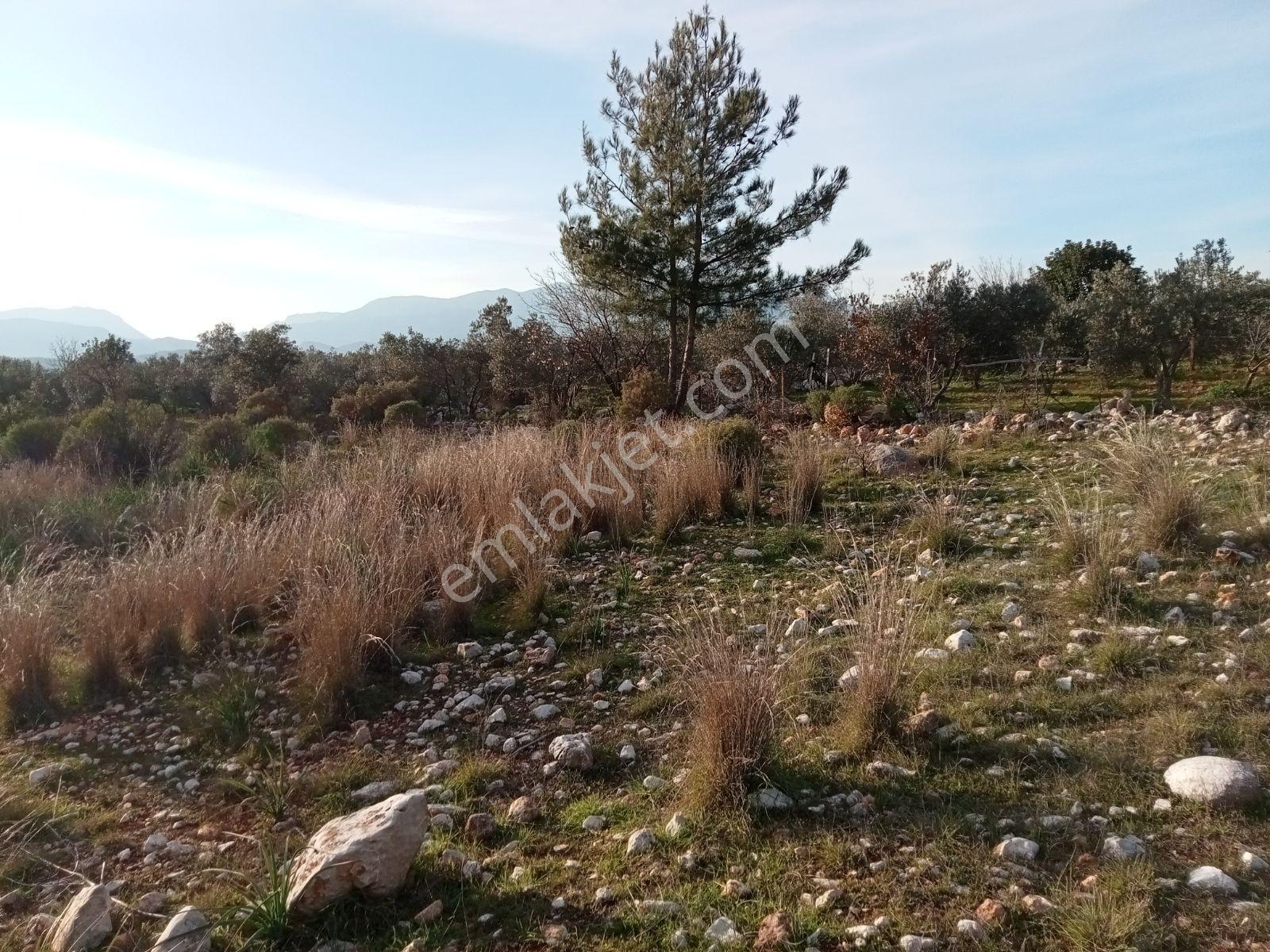 Falcon Dan Palamut Da Fırsat 4722m² Tarla - Görsel 5