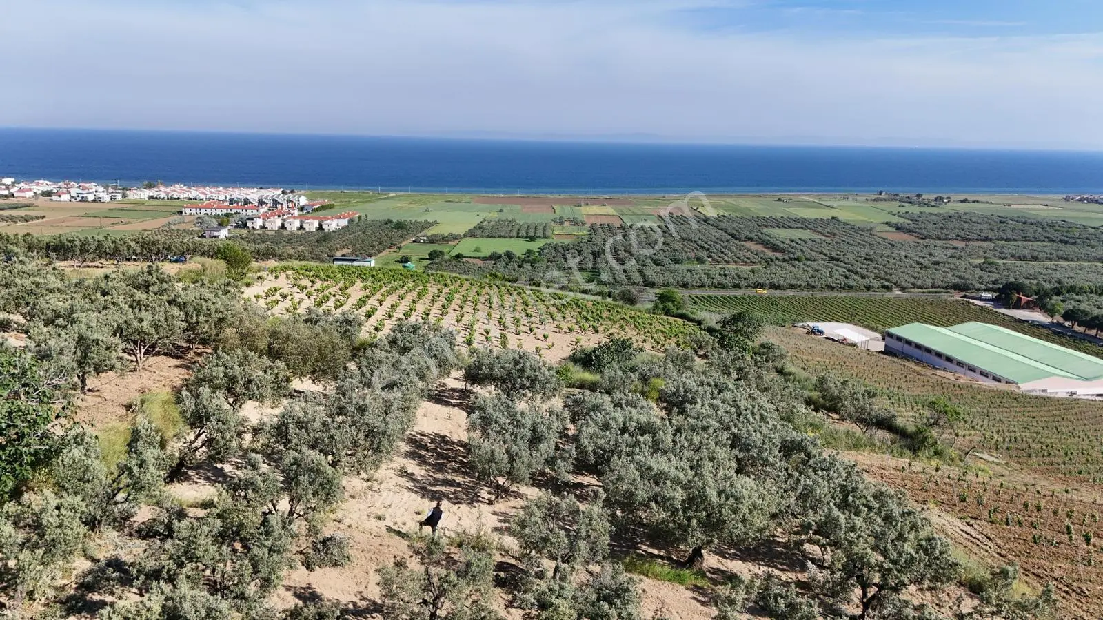 Eriklice Mh. Full Deniz Manzaralı 35 Ağaç 1.212 Metre Zeytinlik Satılık - Görsel 2