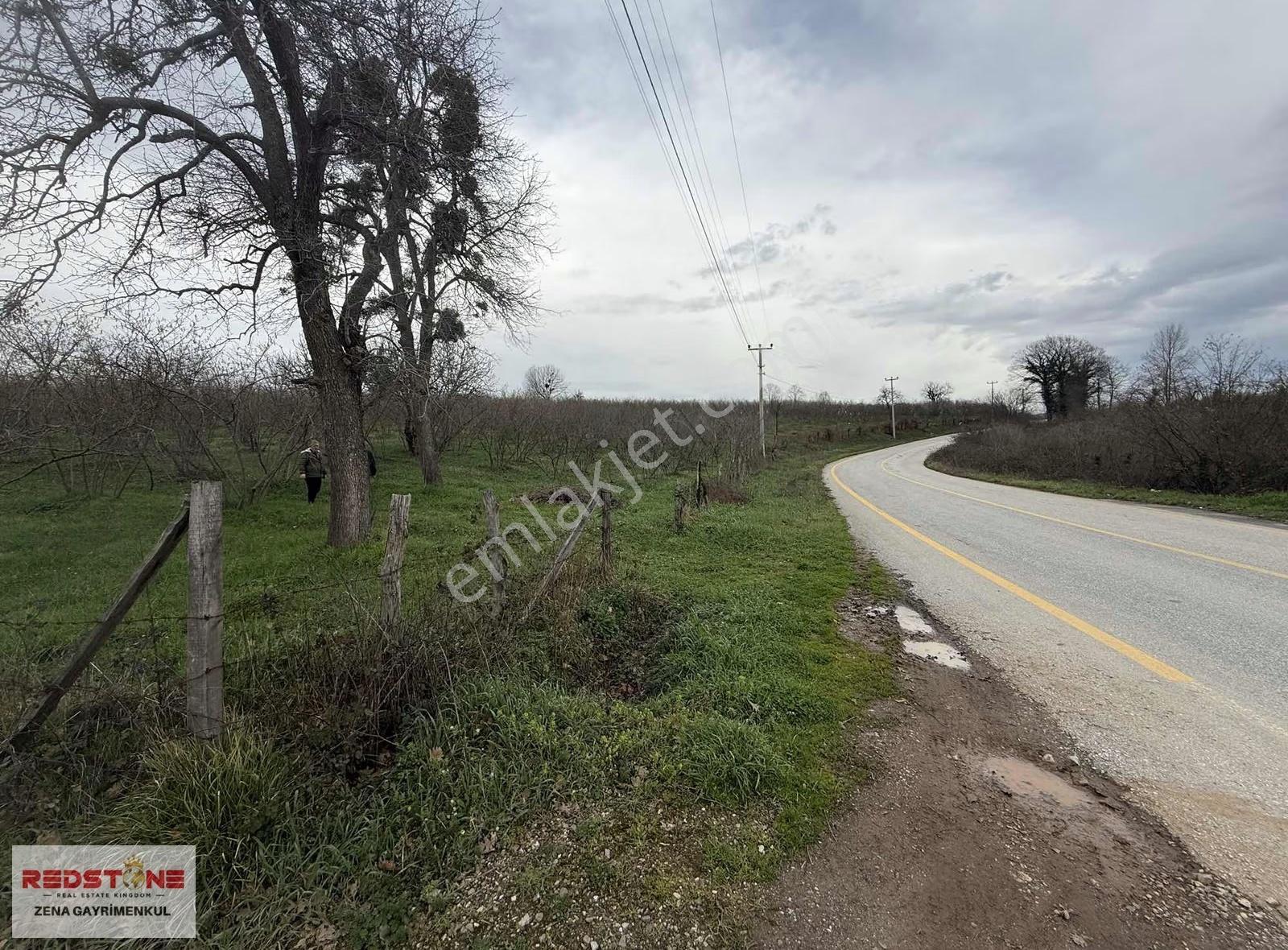 Sakarya/hendek - Sarıyer Köyünde 12221 M² Fındık Bahçesi - Görsel 5