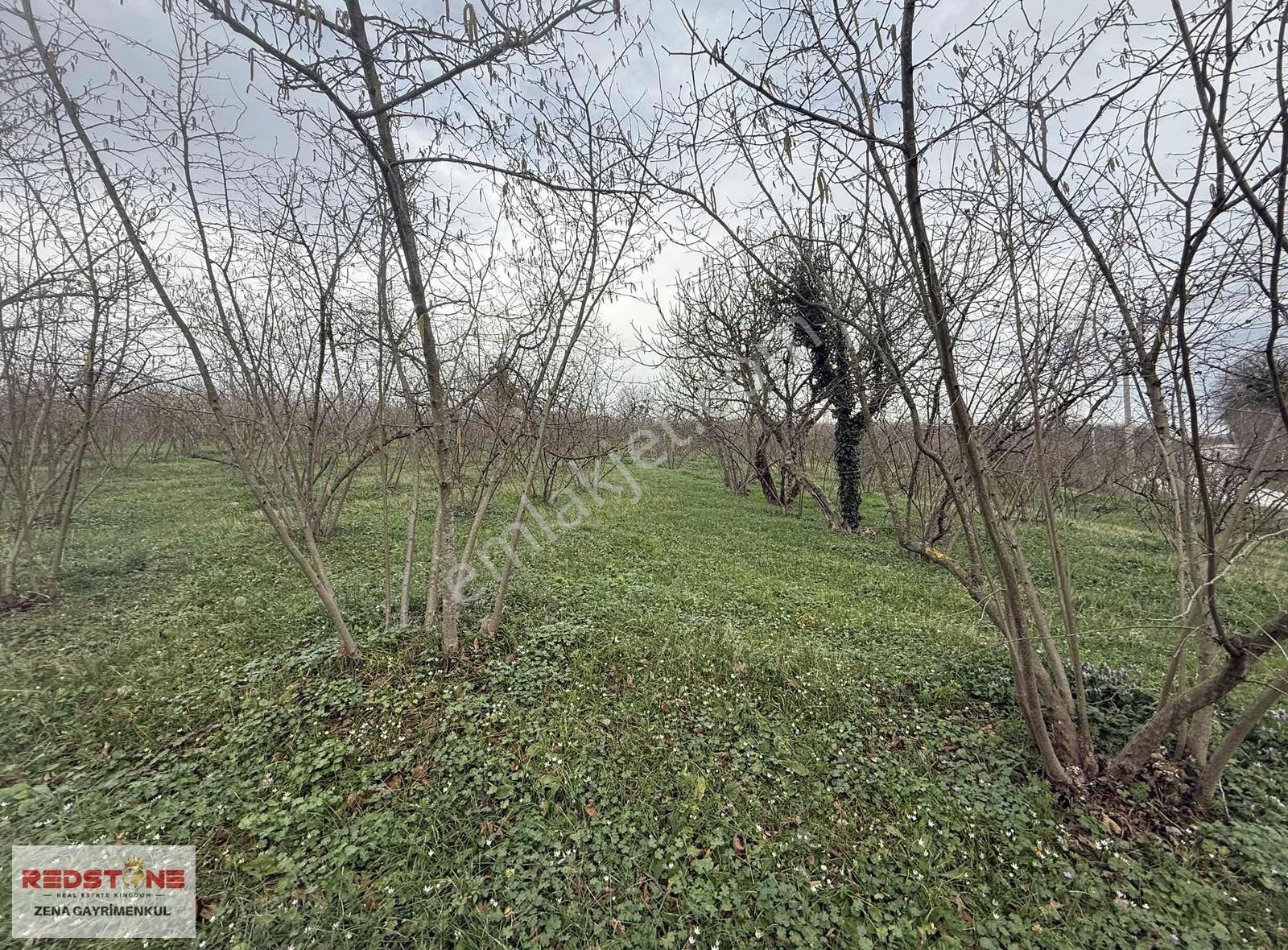 Sakarya/hendek - Sarıyer Köyünde 12221 M² Fındık Bahçesi - Görsel 2