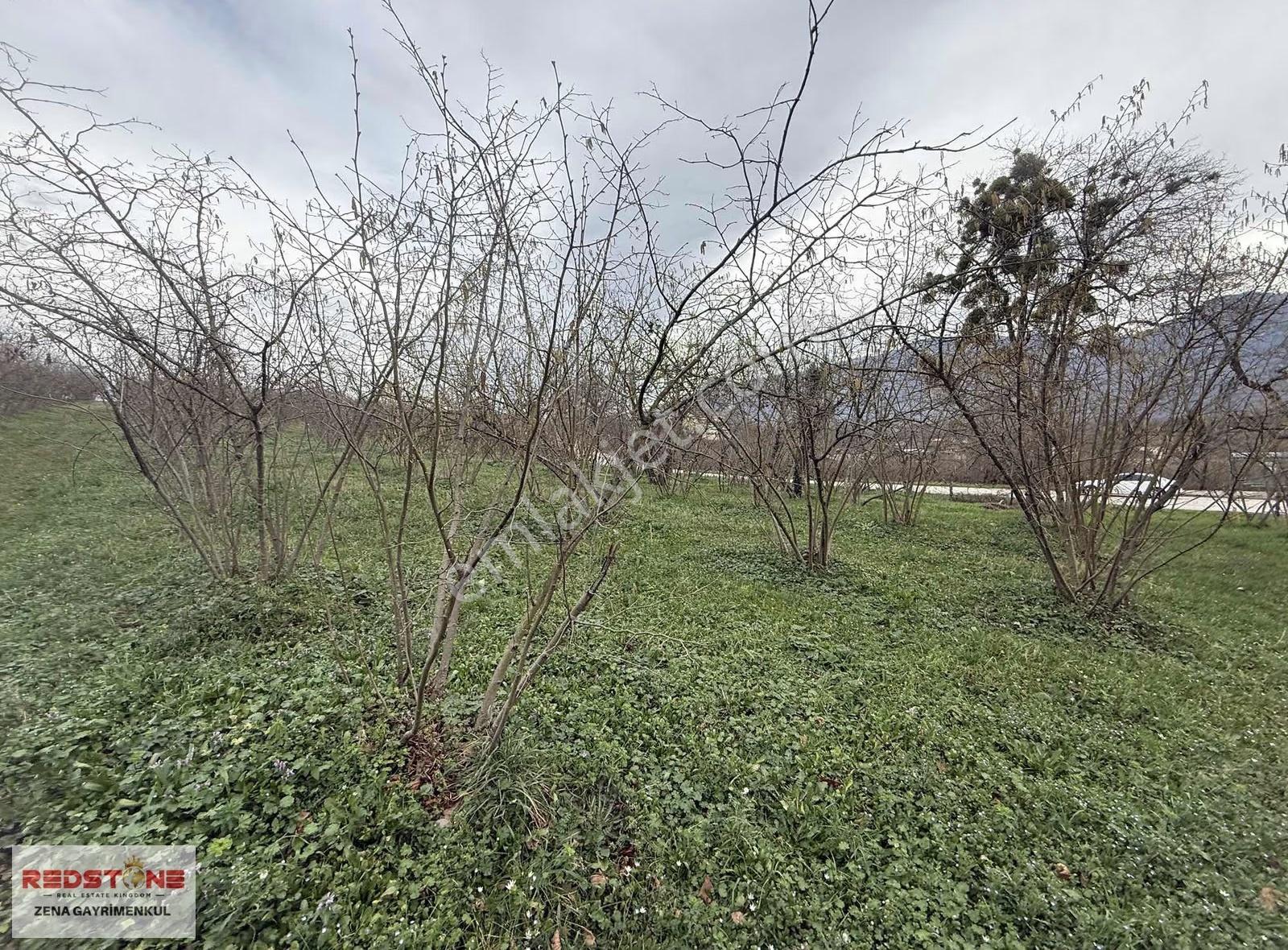 Sakarya/hendek - Sarıyer Köyünde 12221 M² Fındık Bahçesi - Görsel 4