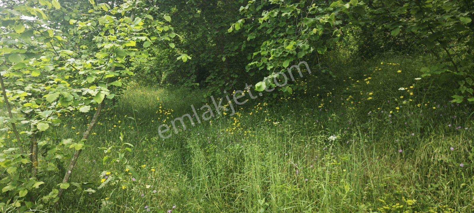 4710 Metrekare Yol Su Elektrik Var.ful Fındık Dikili Merkezde. - Görsel 11