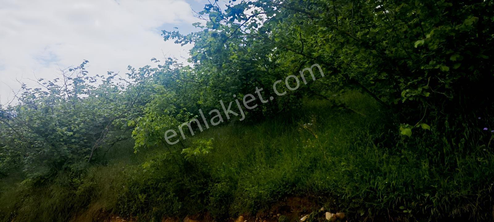 4710 Metrekare Yol Su Elektrik Var.ful Fındık Dikili Merkezde. - Görsel 14