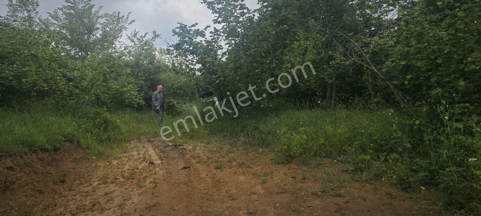 4710 Metrekare Yol Su Elektrik Var.ful Fındık Dikili Merkezde. - Görsel 8