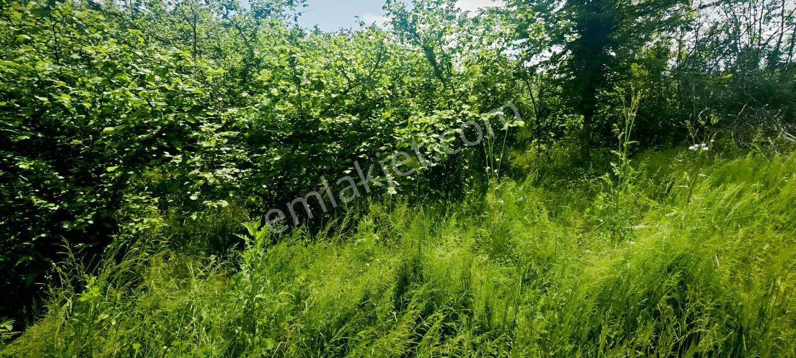 4710 Metrekare Yol Su Elektrik Var.ful Fındık Dikili Merkezde. - Görsel 22