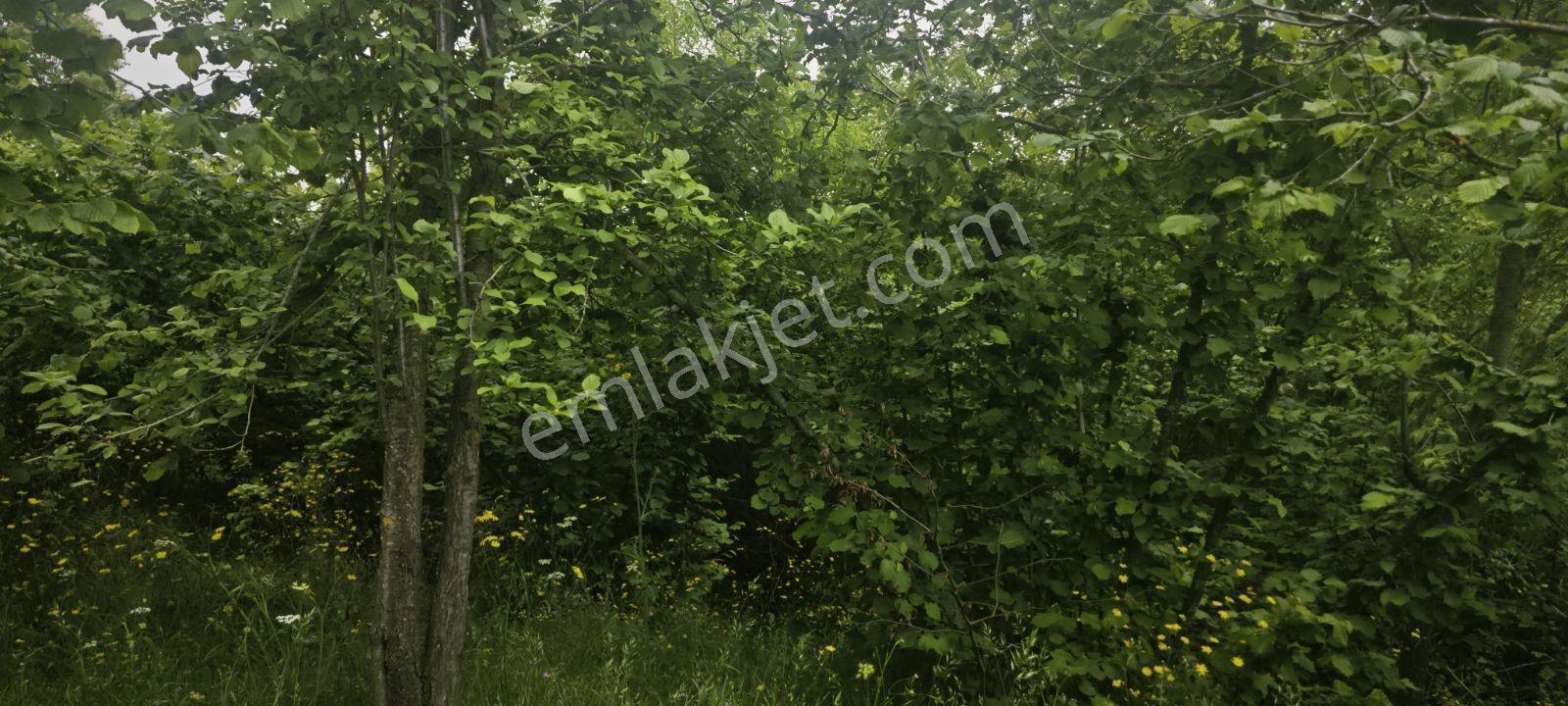 4710 Metrekare Yol Su Elektrik Var.ful Fındık Dikili Merkezde. - Görsel 12