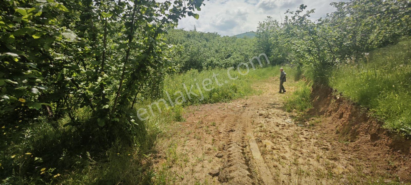 4710 Metrekare Yol Su Elektrik Var.ful Fındık Dikili Merkezde. - Görsel 32
