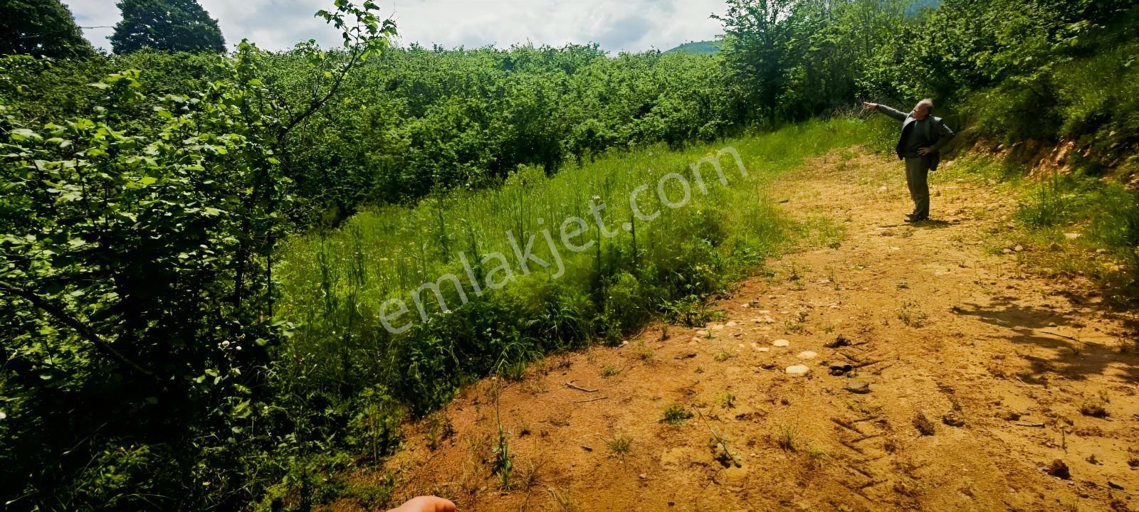 4710 Metrekare Yol Su Elektrik Var.ful Fındık Dikili Merkezde. - Görsel 31