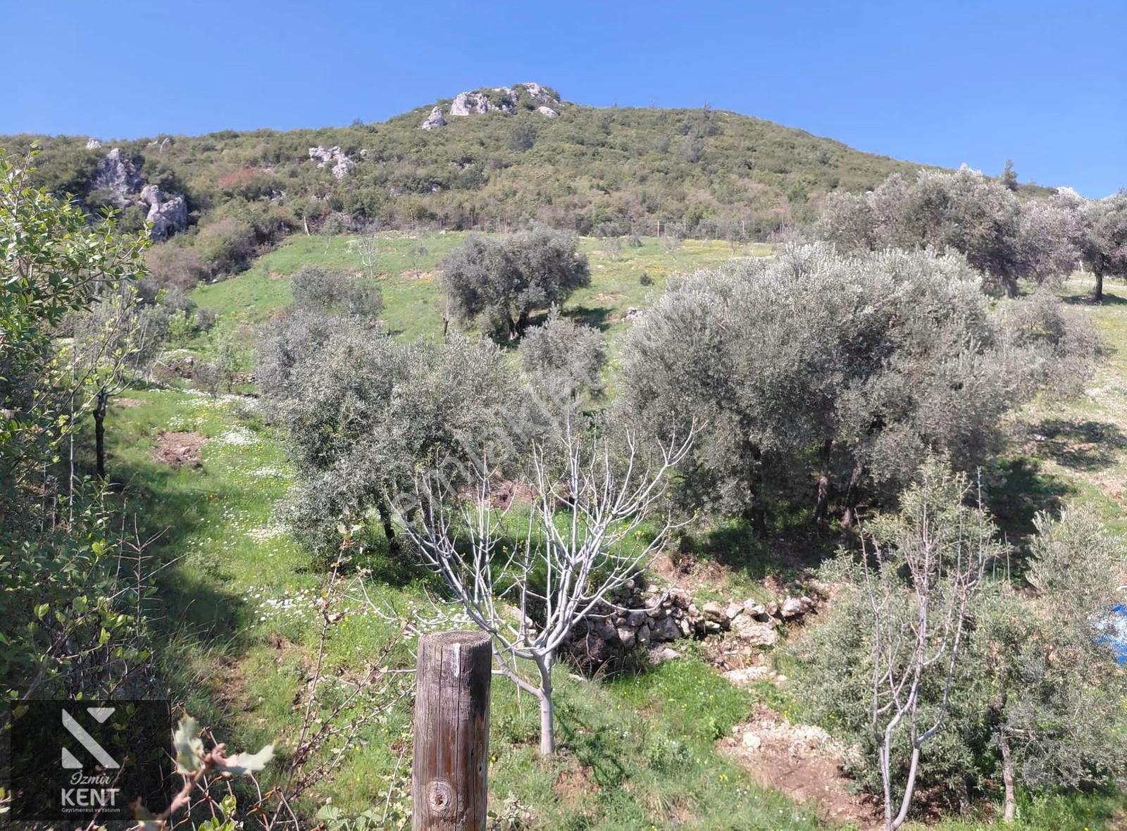 Kemalpaşa Soğukpınar Acil!!! Satılık 2,877m2 Bahçe - Görsel 9