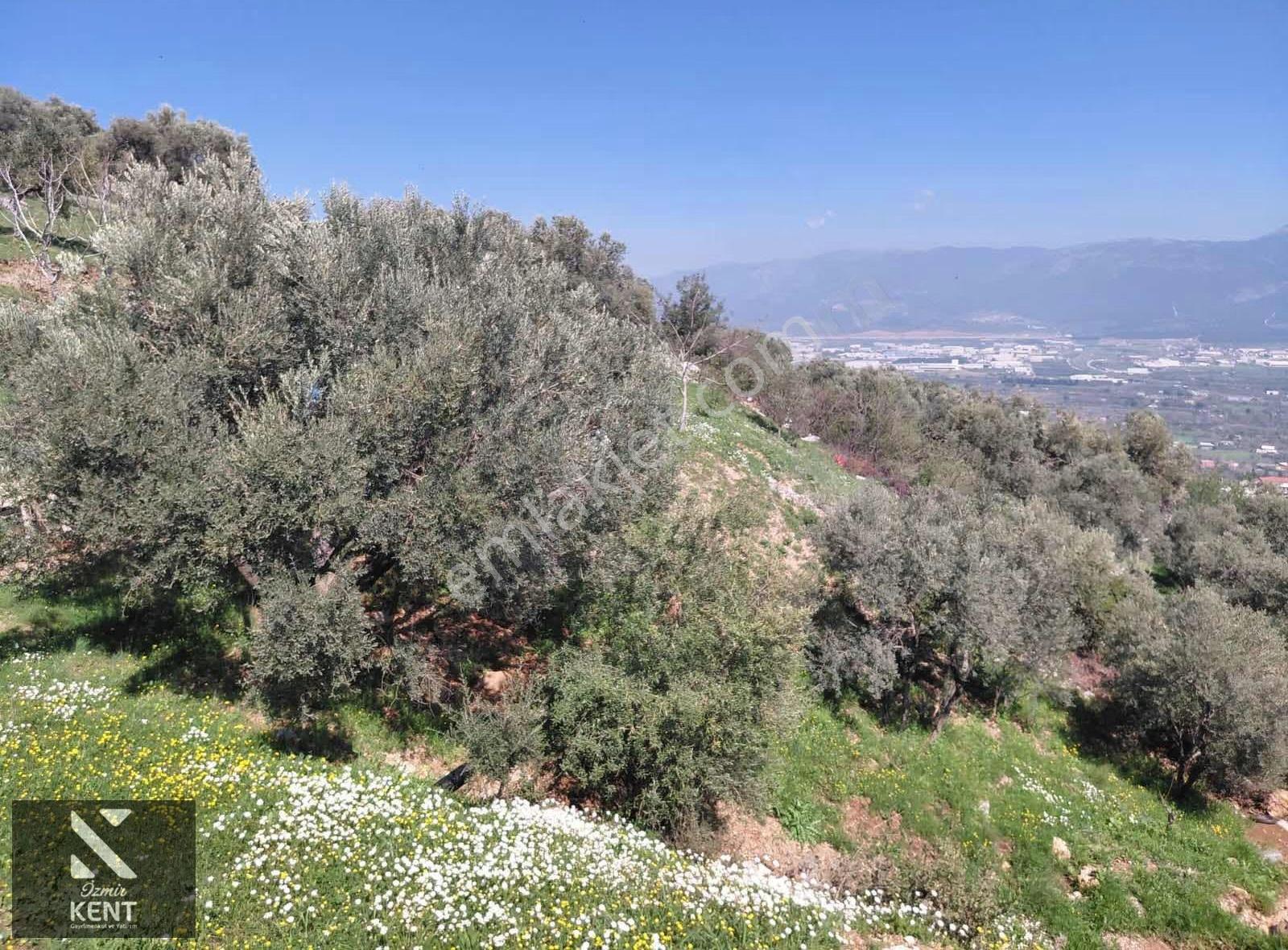 Kemalpaşa Soğukpınar Acil!!! Satılık 2,877m2 Bahçe - Görsel 3