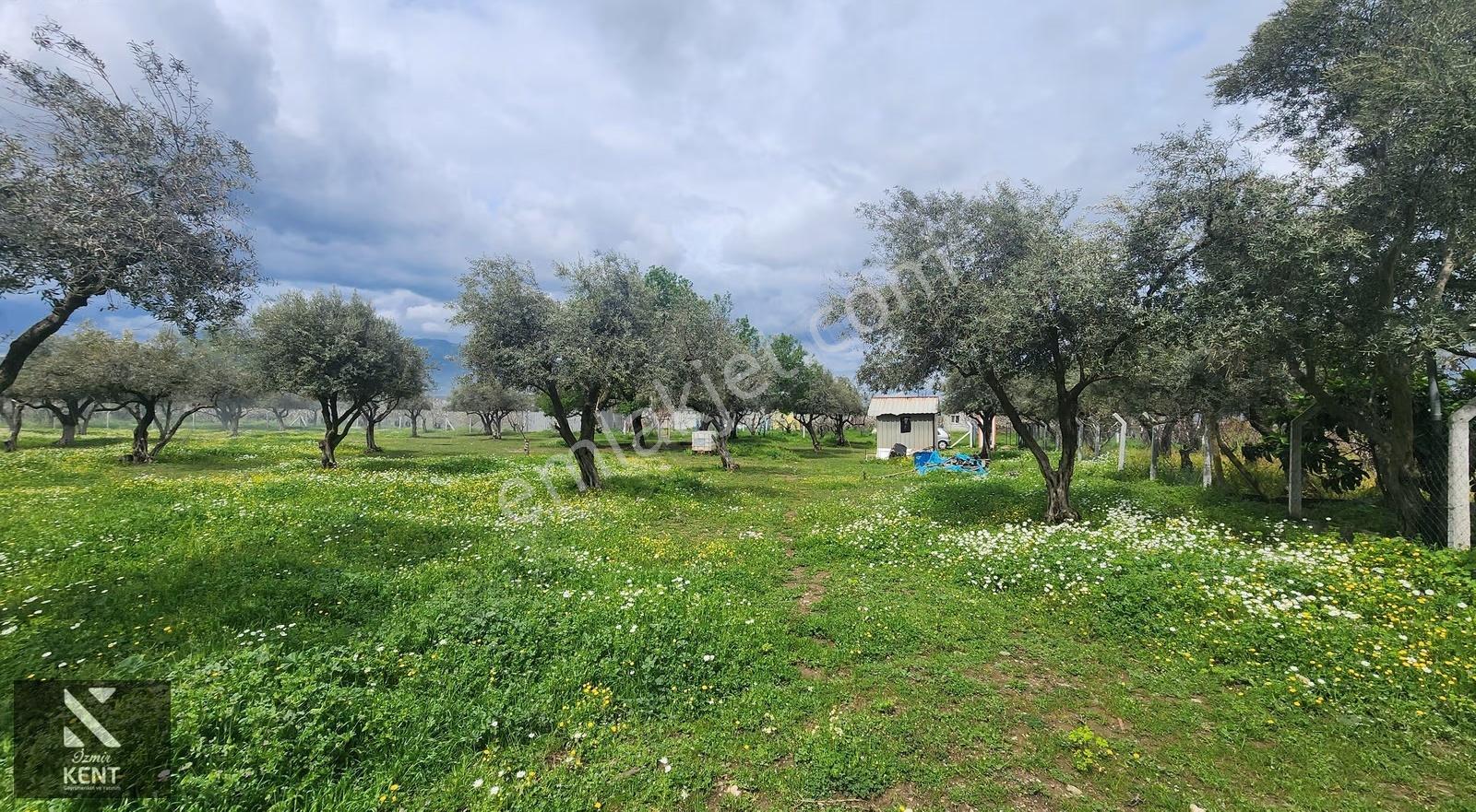 Kemalpaşa Armutlu Satılık Arazi 4.000 M2