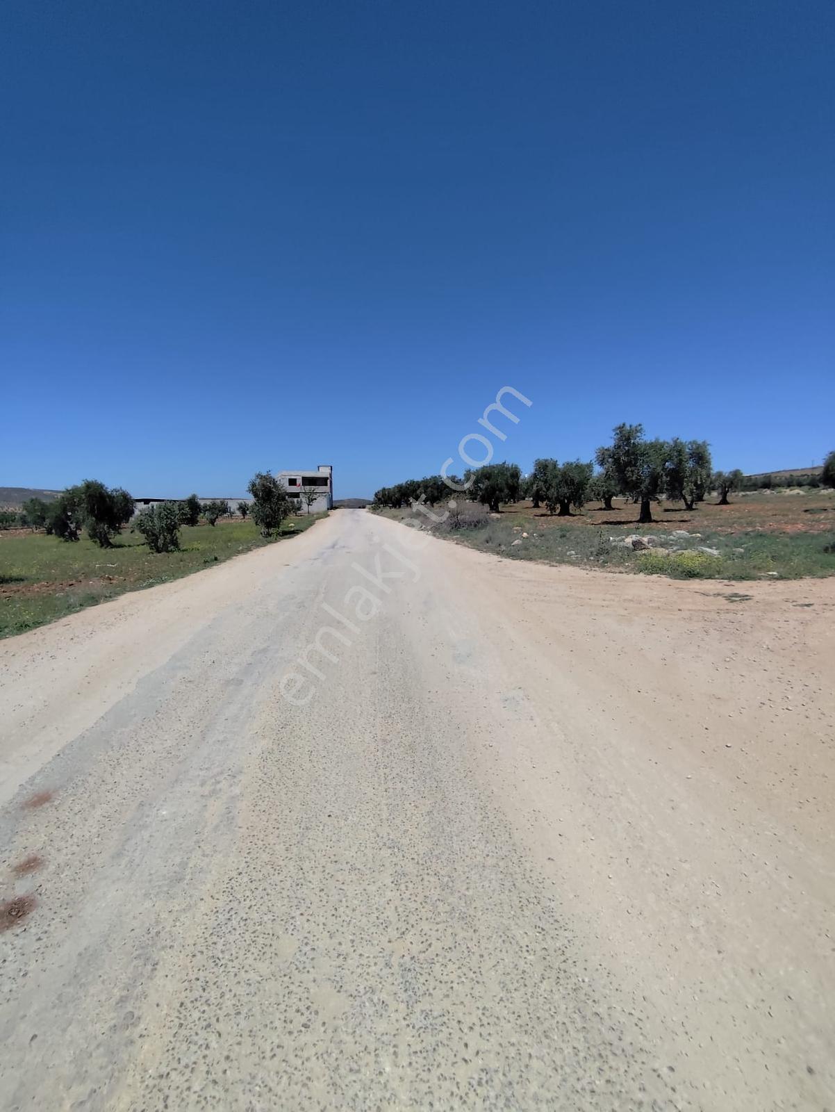 Asvalt Yol Üzeri 6.14o M2 Zeytinlik Bağ Evlik 3 Tarafı Resmi Yol - Görsel 7