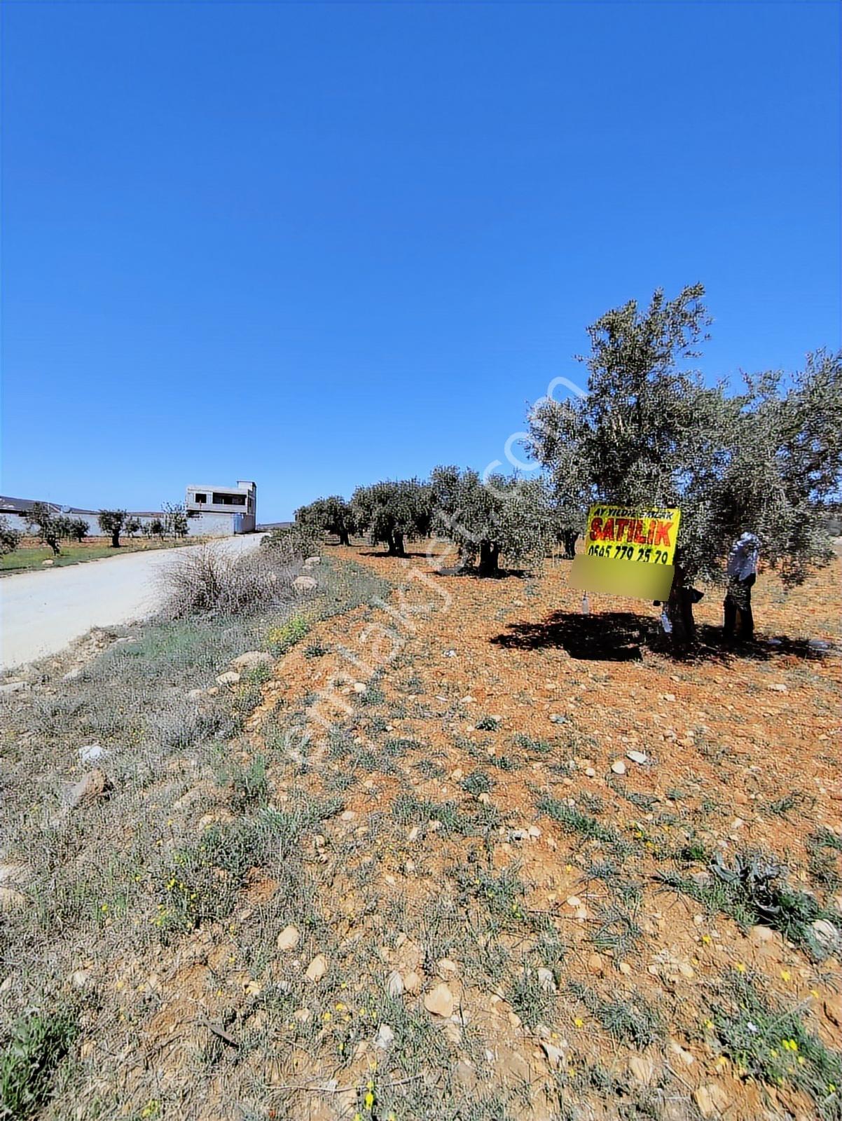 Asvalt Yol Üzeri 6.14o M2 Zeytinlik Bağ Evlik 3 Tarafı Resmi Yol