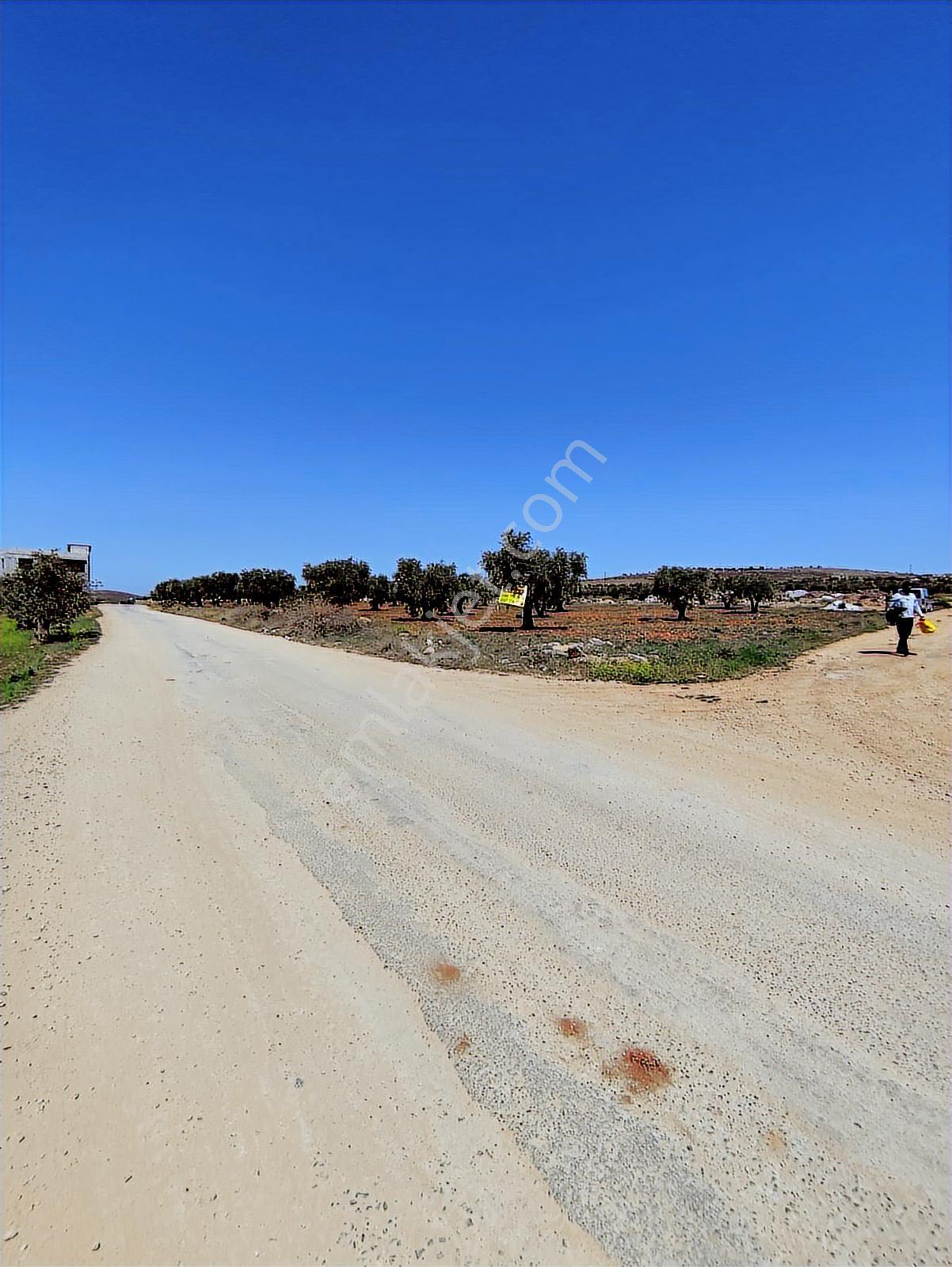 Asvalt Yol Üzeri 6.14o M2 Zeytinlik Bağ Evlik 3 Tarafı Resmi Yol - Görsel 18