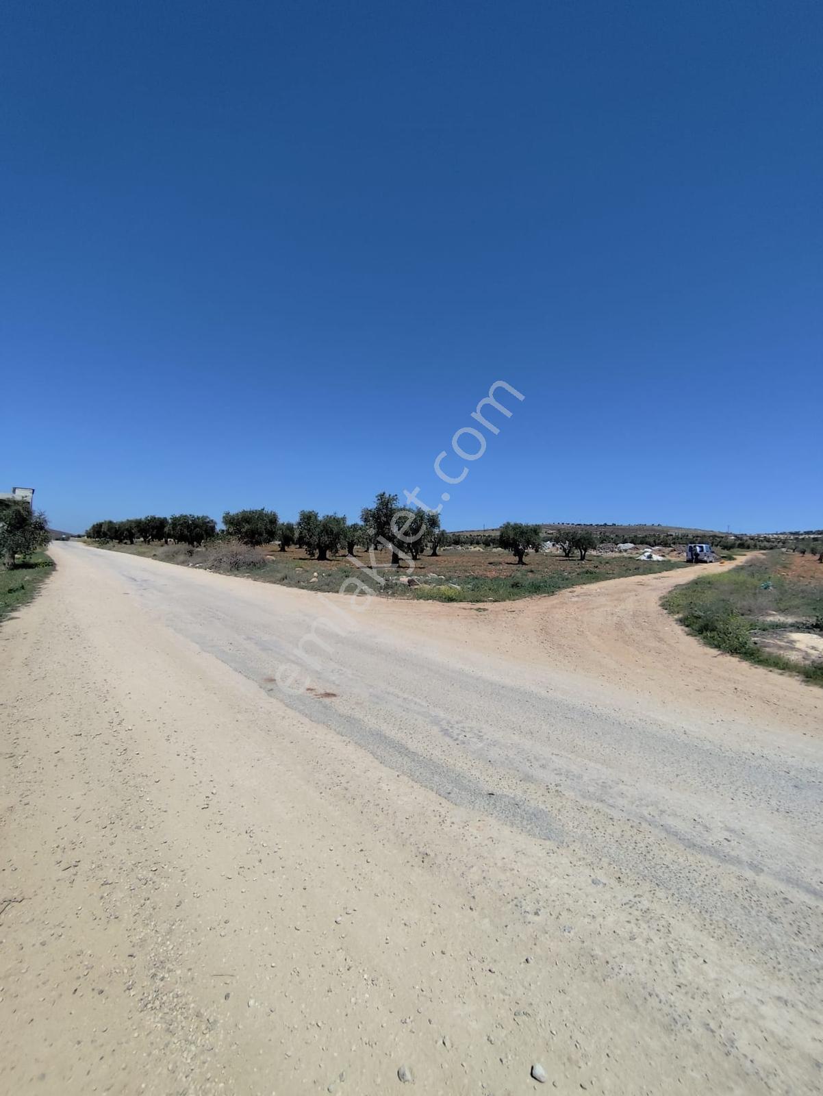 Asvalt Yol Üzeri 6.14o M2 Zeytinlik Bağ Evlik 3 Tarafı Resmi Yol - Görsel 25