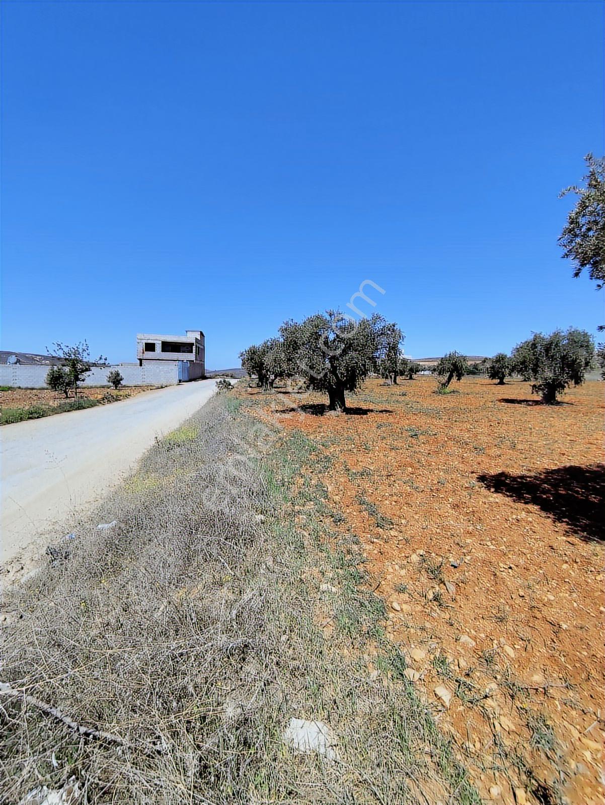Asvalt Yol Üzeri 6.14o M2 Zeytinlik Bağ Evlik 3 Tarafı Resmi Yol - Görsel 32