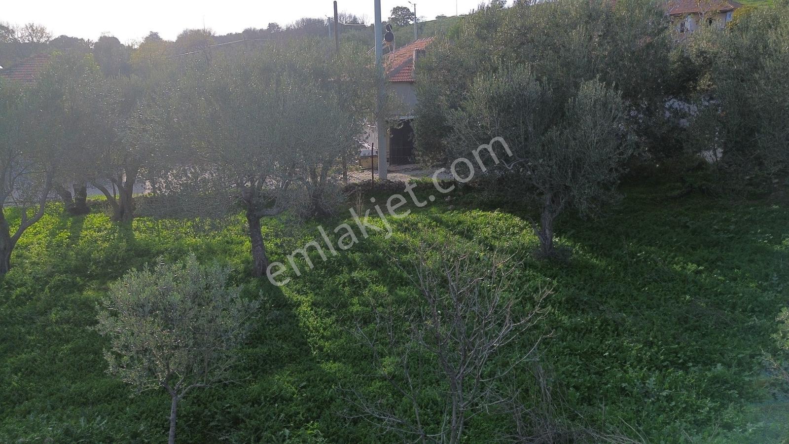 İzmir Bergama Doğancı Köy Merkezinde 590 M2 Satılık İmarlı Arsa - Görsel 21