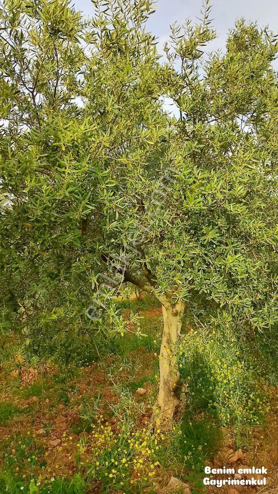 Benim Emlak'tan Arabacıbozköyde Tam Verimde Satılık Zeytinlik - Görsel 5