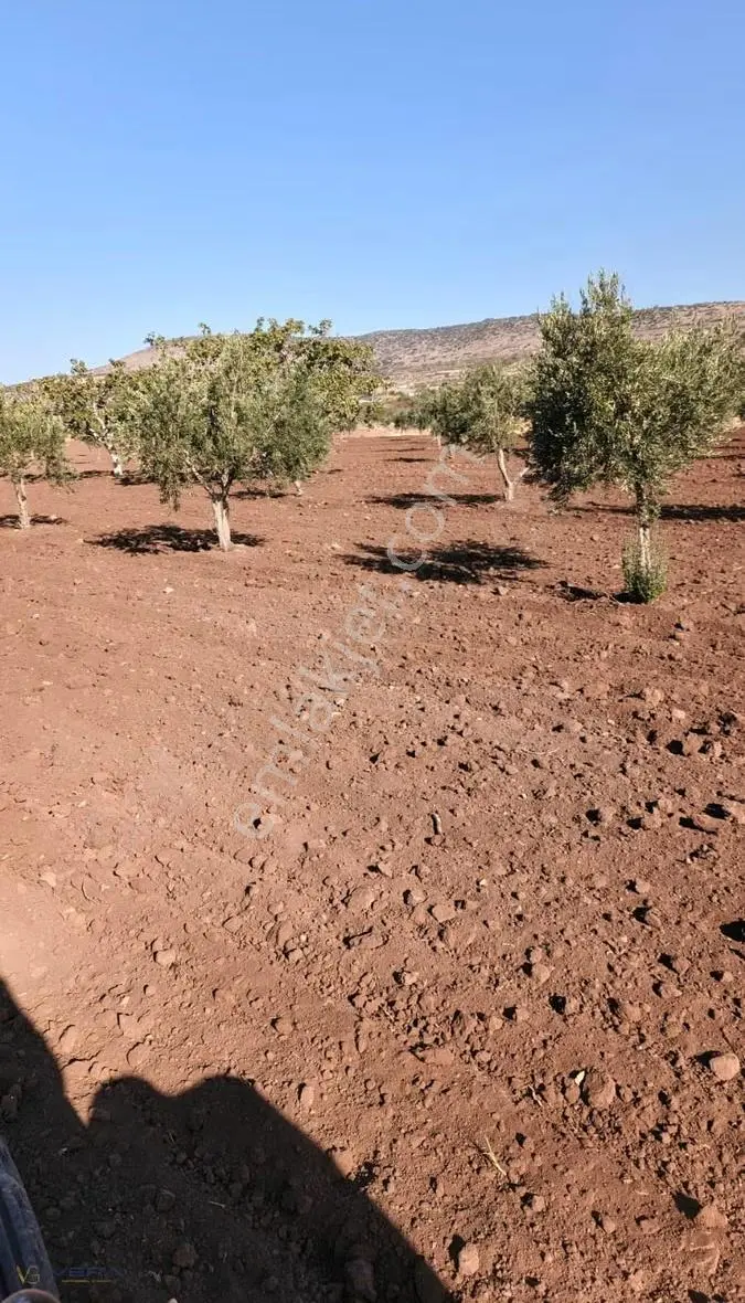 Acar'da Satılık Yatırımlık Fıstık Ve Zeytin Arazisi - Görsel 3