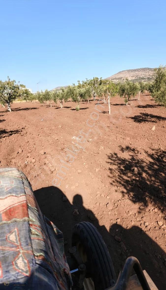 Acar'da Satılık Yatırımlık Fıstık Ve Zeytin Arazisi - Görsel 4