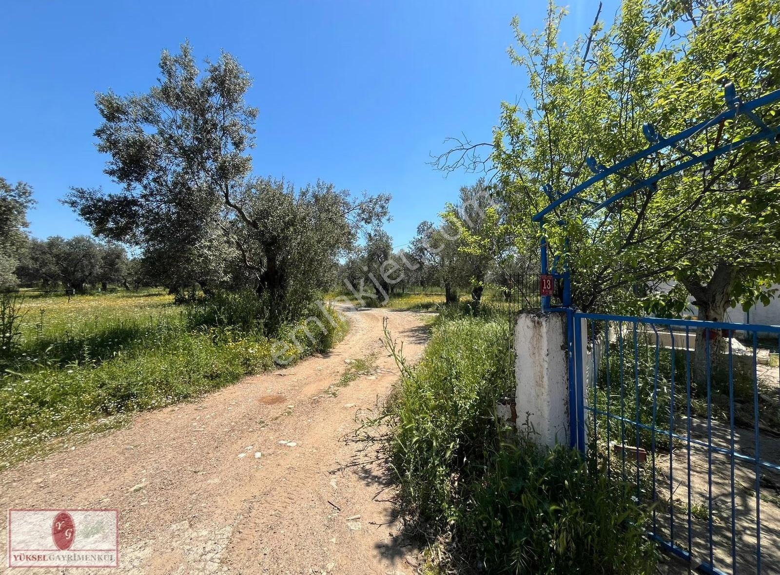 ▓▓ Yüksel'den Kzılkeçili'de Köşe Parselli İmara 100m Zeytinlik▓▓ - Görsel 16