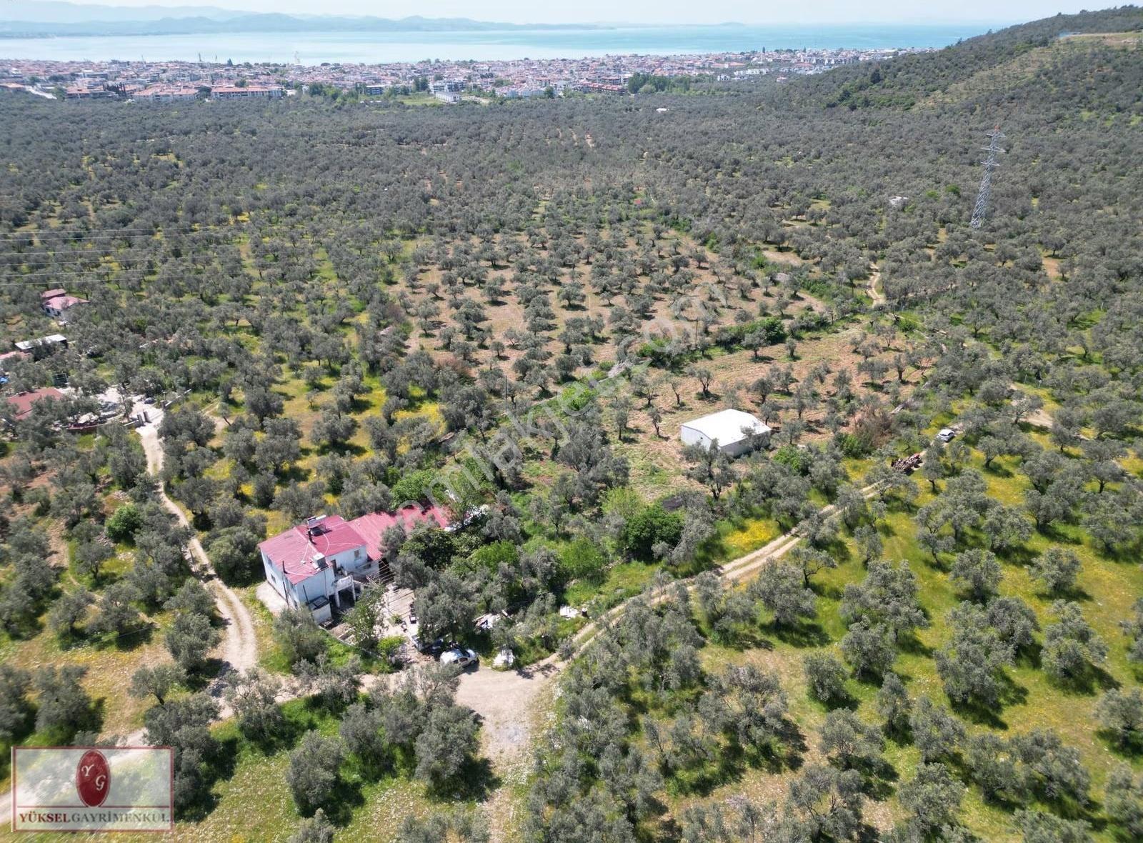 ▓▓ Yüksel'den Kzılkeçili'de Köşe Parselli İmara 100m Zeytinlik▓▓ - Görsel 8