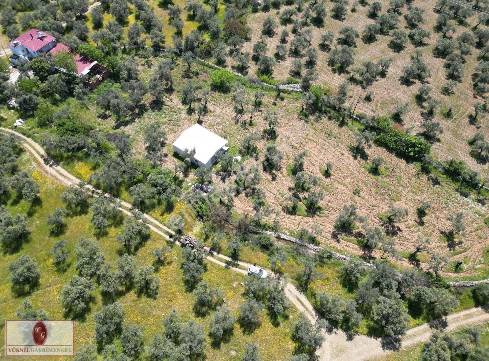 ▓▓ Yüksel'den Kzılkeçili'de Köşe Parselli İmara 100m Zeytinlik▓▓ - Görsel 7