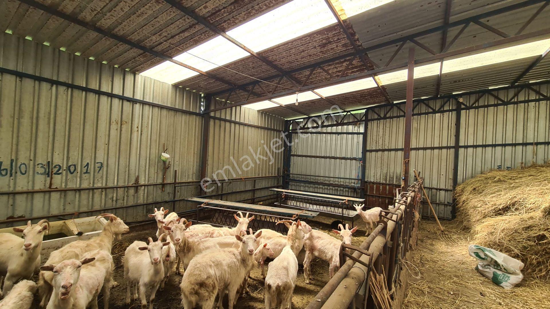 Antika'dan Dokuzlar Köyünde İçinde Evi-damı Olan Satılık Bahçe - Görsel 32