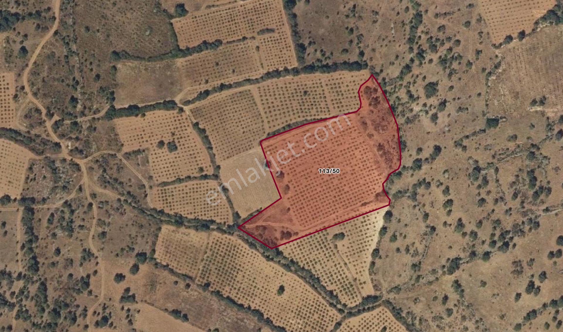 Satılık Üzüm Bağı – Denizli / Bekilli / Poyrazlı 13.360 M2 - Görsel 4
