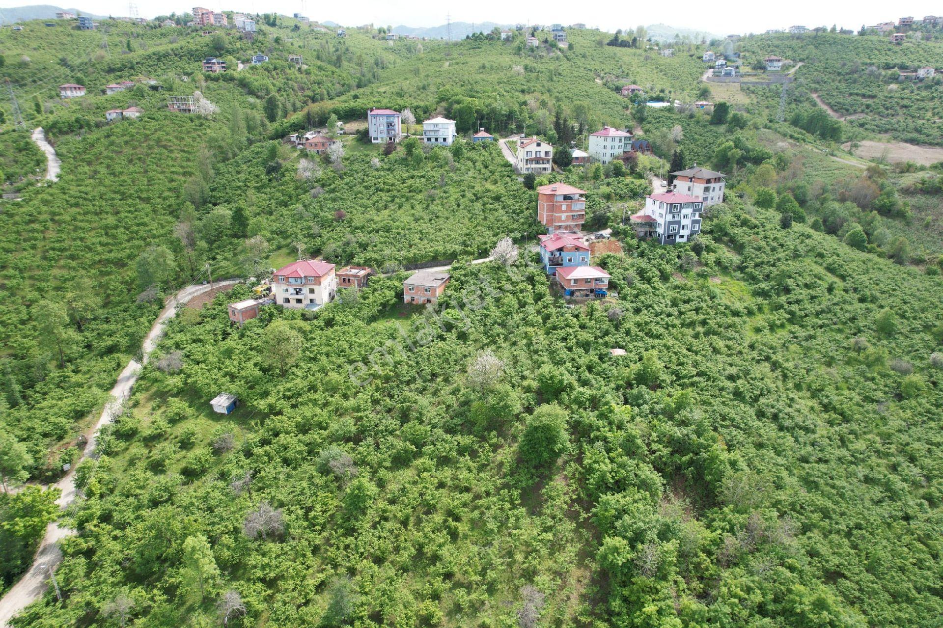 Trabzon Arsin Gölcük'de Satılık Fındık Bahçesi - Görsel 3