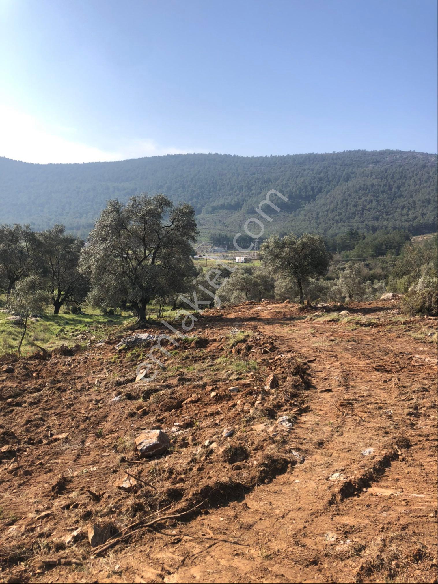 Milas Tuzabat Mahallesiinde Satılık Tarla - Görsel 11