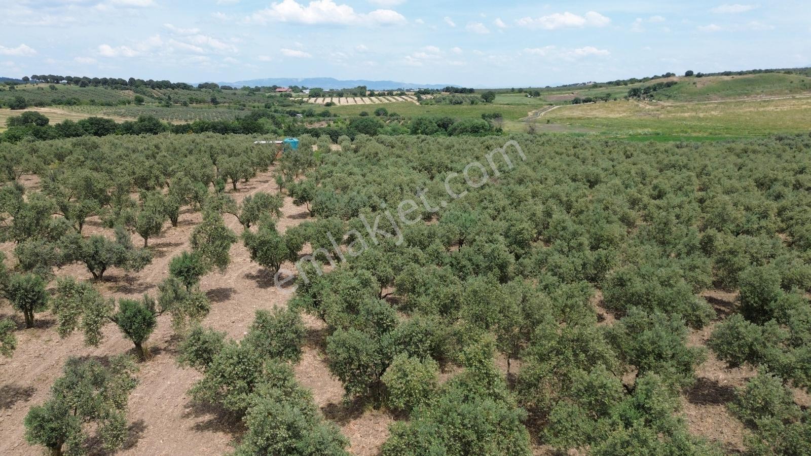 Bergama Yukarıkırıklar Mahalleside Satılık Zeytinli Tarla !!! - Görsel 20