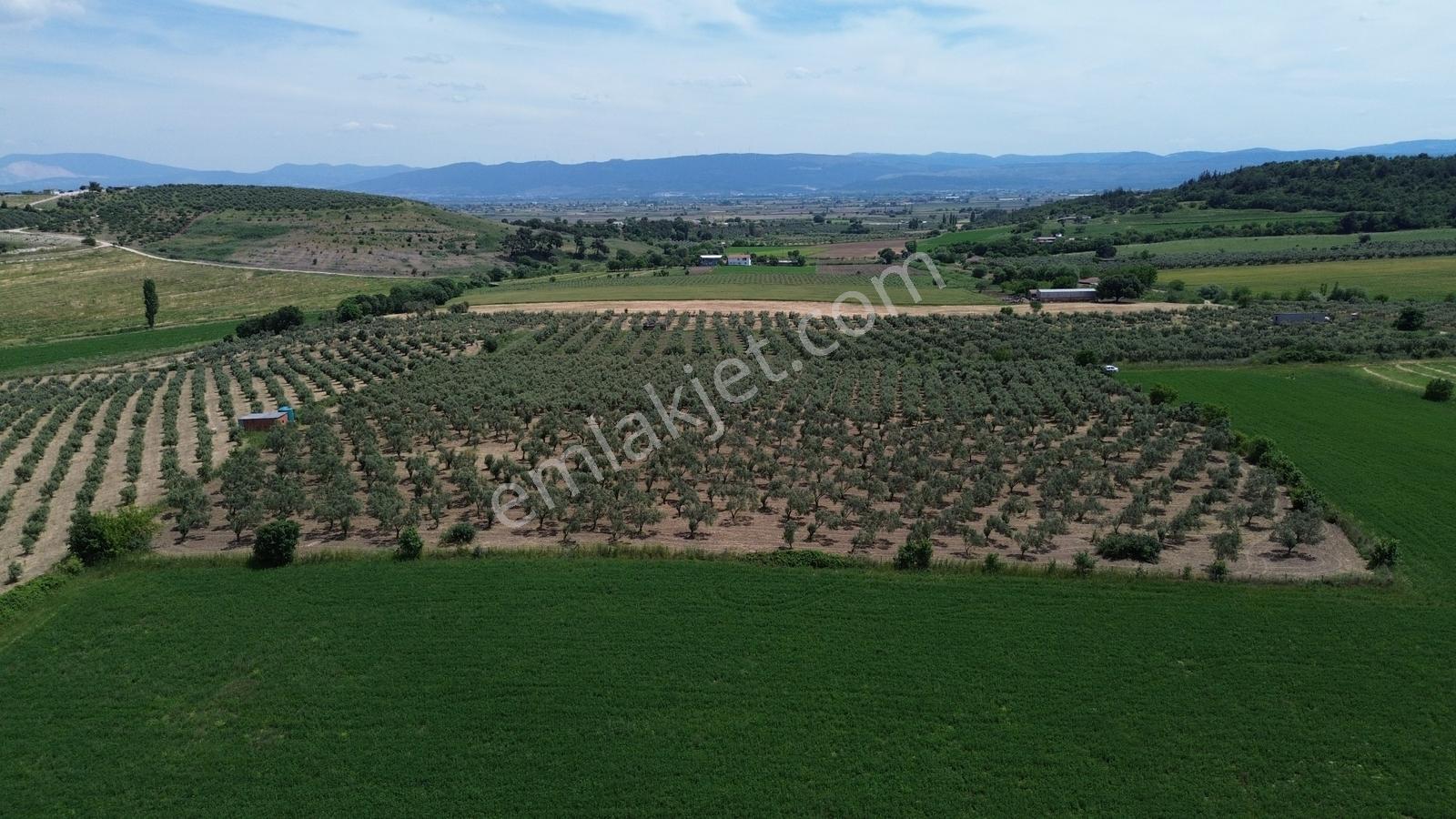 Bergama Yukarıkırıklar Mahalleside Satılık Zeytinli Tarla !!! - Görsel 15
