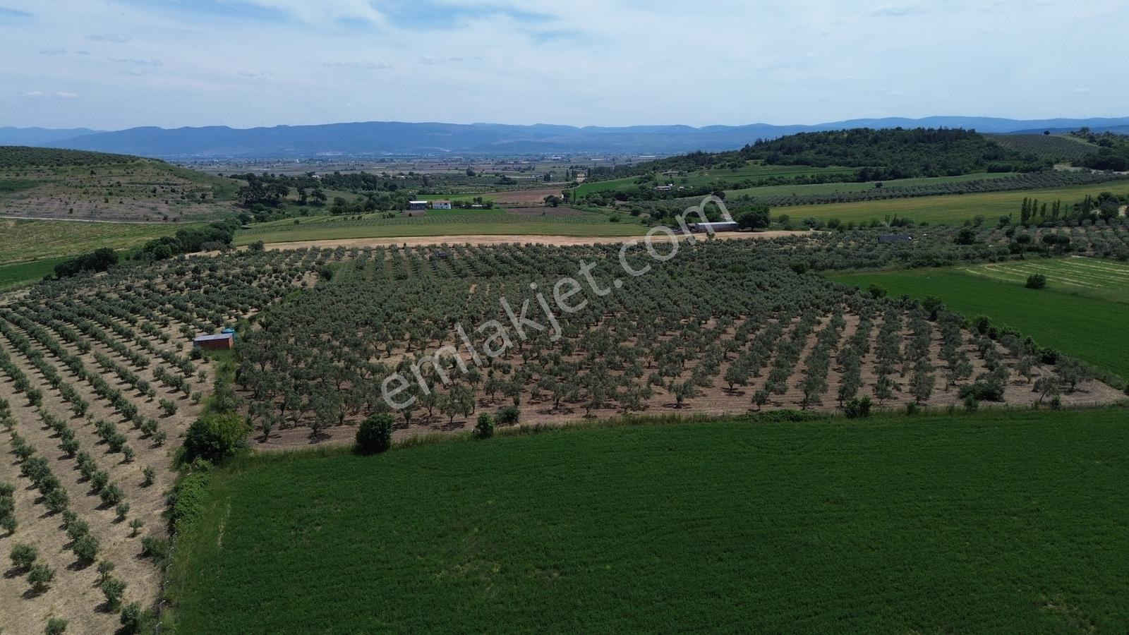 Bergama Yukarıkırıklar Mahalleside Satılık Zeytinli Tarla !!! - Görsel 5