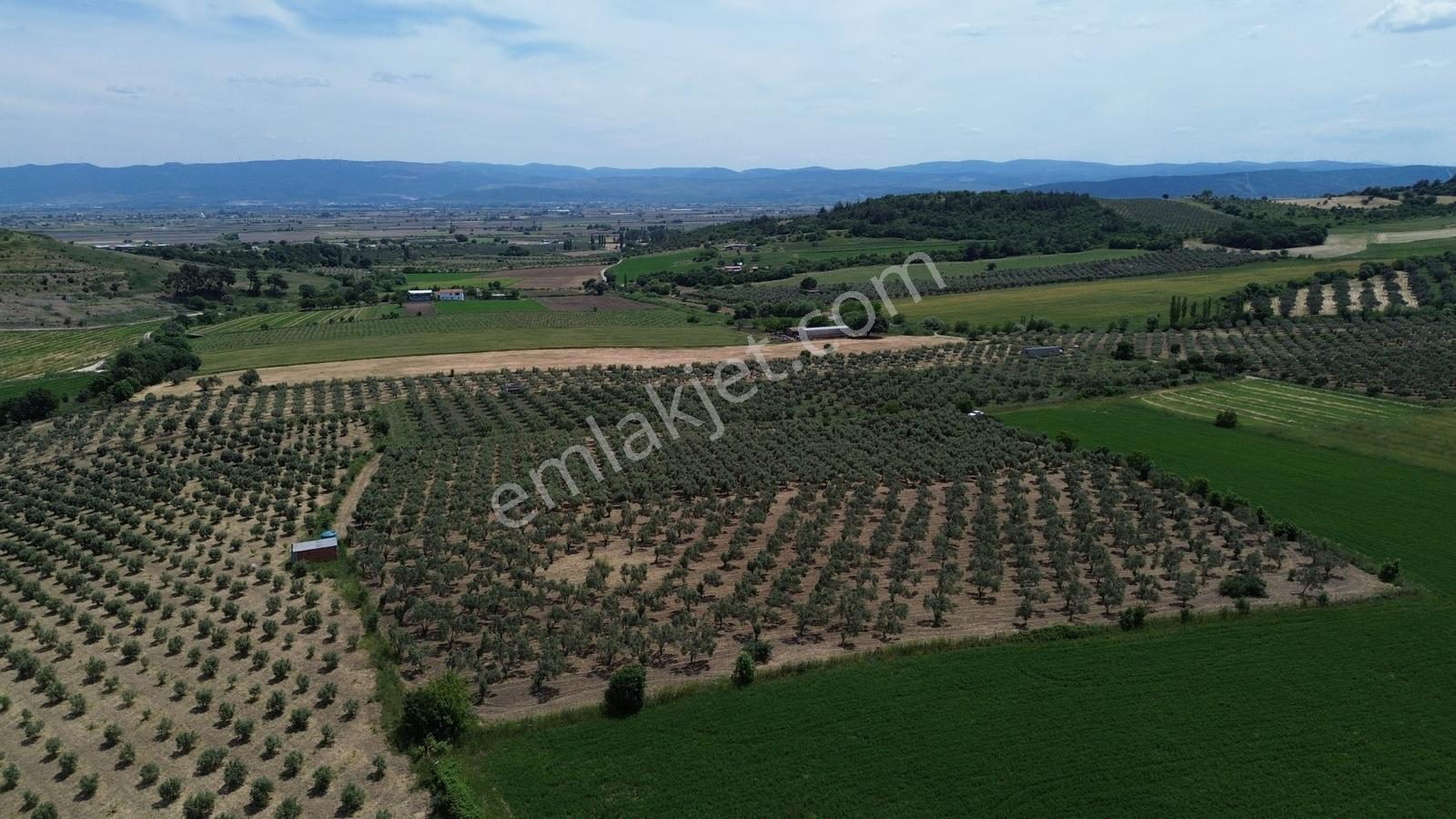 Bergama Yukarıkırıklar Mahalleside Satılık Zeytinli Tarla !!! - Görsel 24