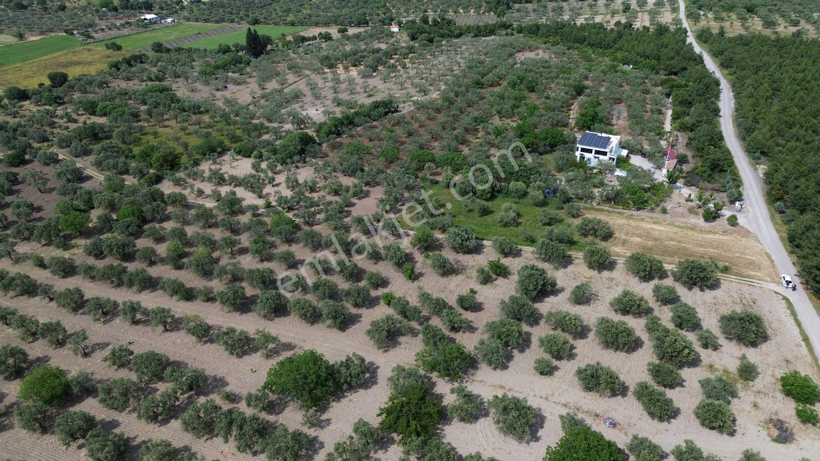 Bergama Bozyerler Mahallesi'nde 9,183 M2 Satılık Zeytinlik !!! - Görsel 10