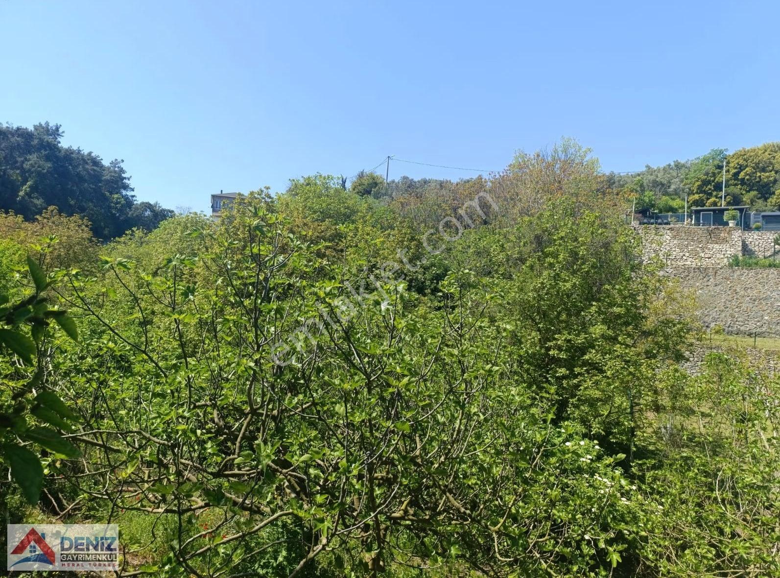 Mudanya Yörükali De Asfalta Cephe 2150 M2 Zeytinlik - Görsel 23