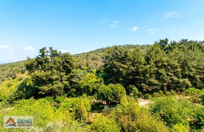 Mudanya Yörükali De Asfalta Cephe 2150 M2 Zeytinlik - Görsel 11