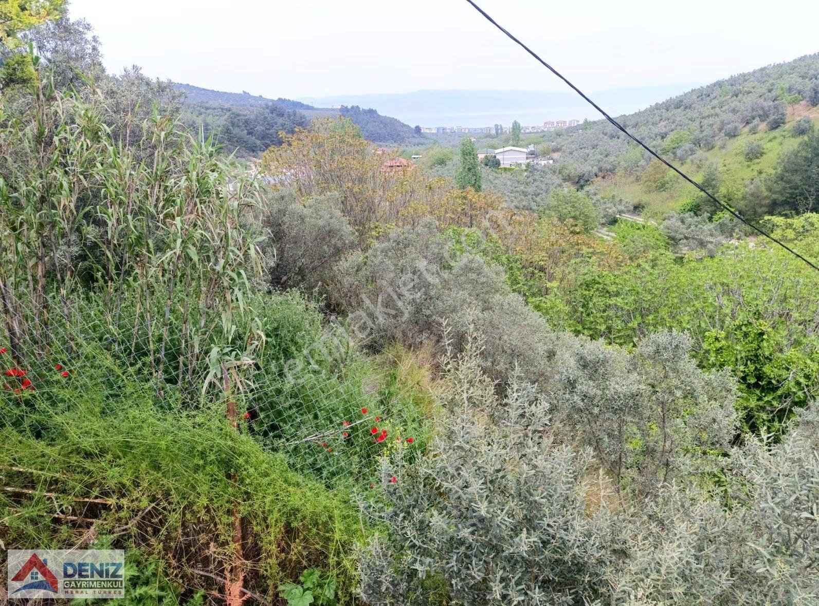 Mudanya Yörükali De Asfalta Cephe 2150 M2 Zeytinlik - Görsel 7