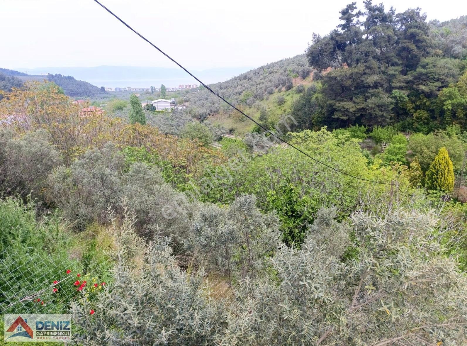 Mudanya Yörükali De Asfalta Cephe 2150 M2 Zeytinlik - Görsel 25
