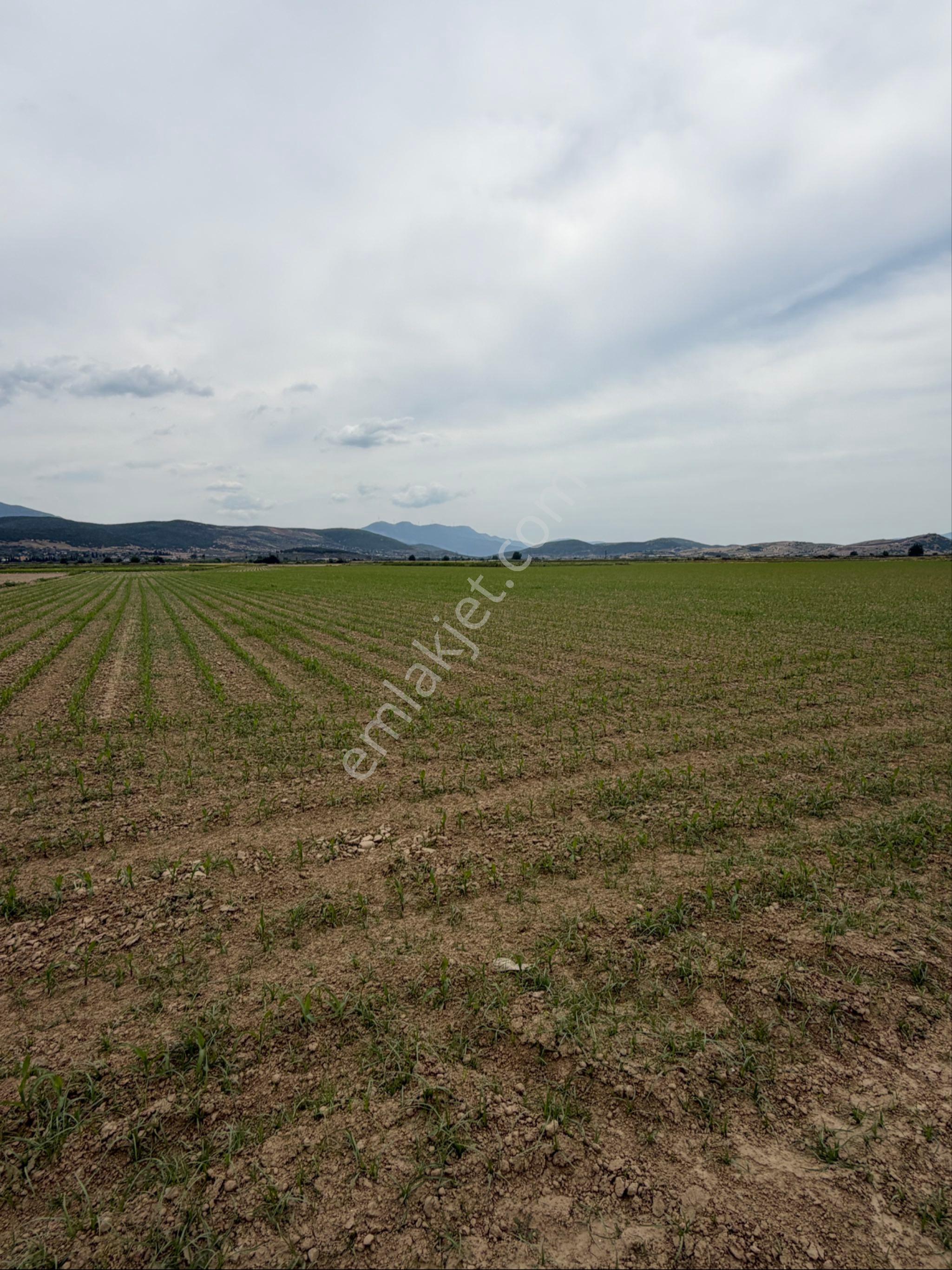 Tire İzmir Yolu'na Sıfır Satılık Tarla 5873 M2 Fırsatı - Görsel 9