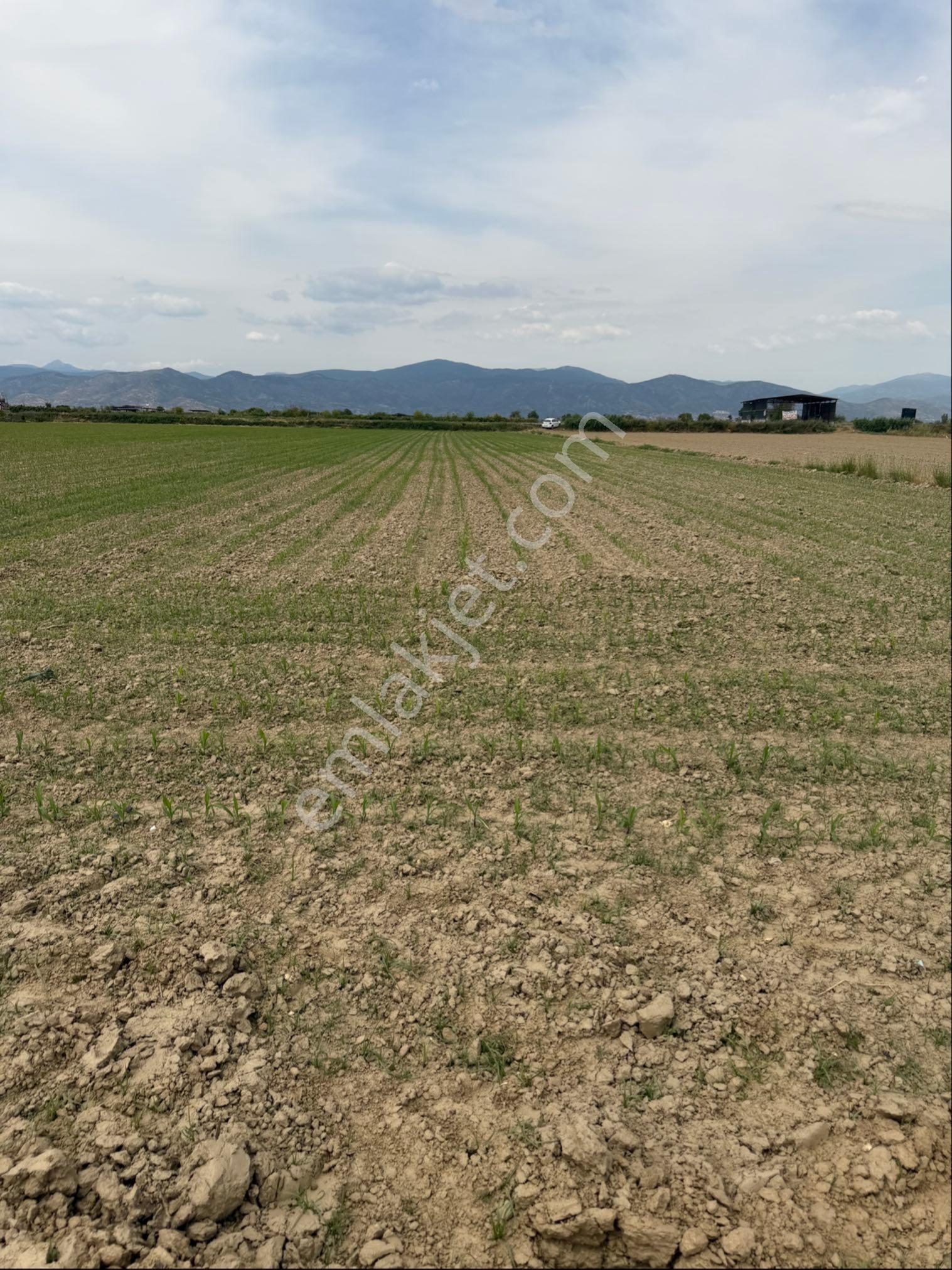 Tire İzmir Yolu'na Sıfır Satılık Tarla 5873 M2 Fırsatı - Görsel 12