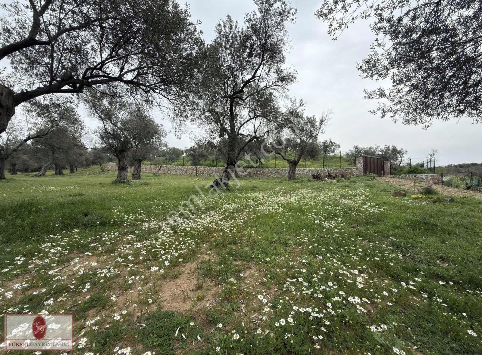 ▓yükselden Gürede Yola Cephe 688 M2 Düz Zemin Çevrili Zeytinlik▓ - Görsel 29