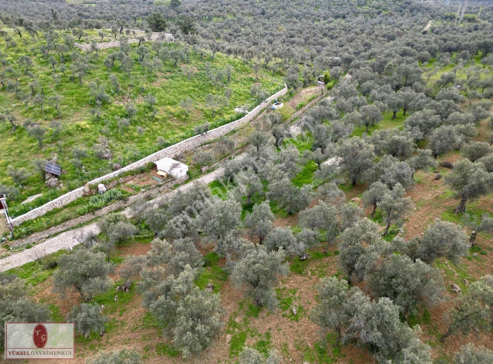 ▓yükselden Gürede Yola Cephe 688 M2 Düz Zemin Çevrili Zeytinlik▓ - Görsel 24