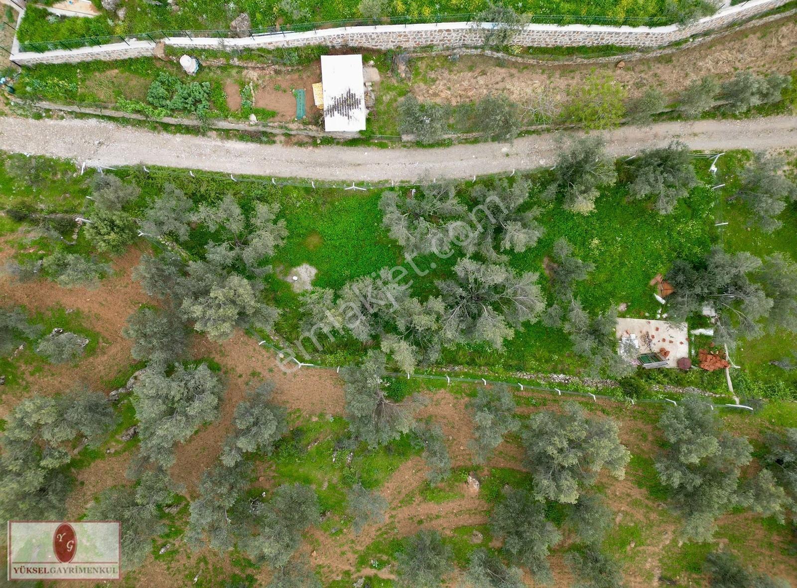 ▓yükselden Gürede Yola Cephe 688 M2 Düz Zemin Çevrili Zeytinlik▓ - Görsel 13