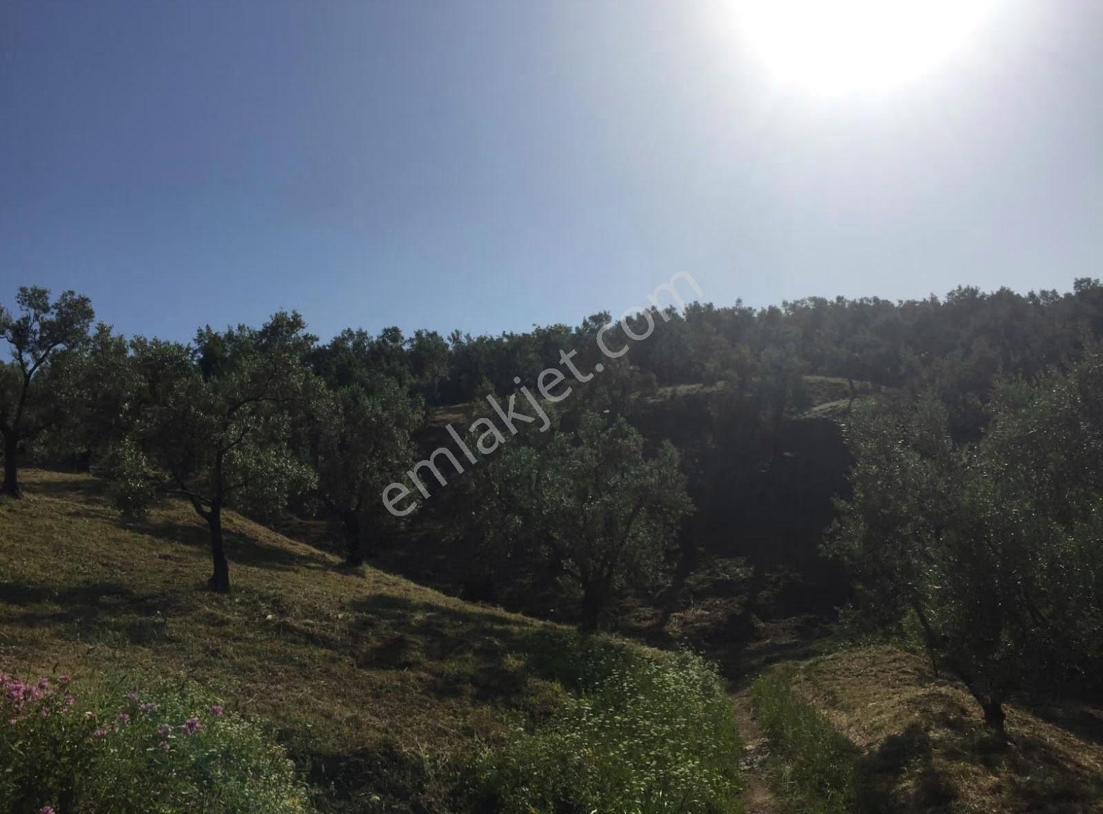 Bursa Emlak Alemi İznik Aydınlar'da 8 Dönüm Göl Manzaralı Acil S - Görsel 7