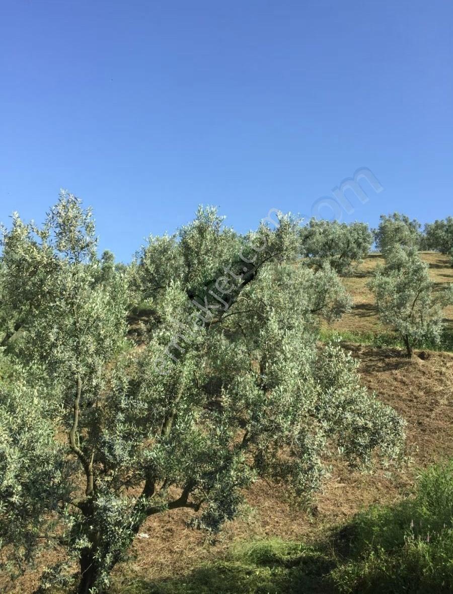 Bursa Emlak Alemi İznik Aydınlar'da 8 Dönüm Göl Manzaralı Acil S