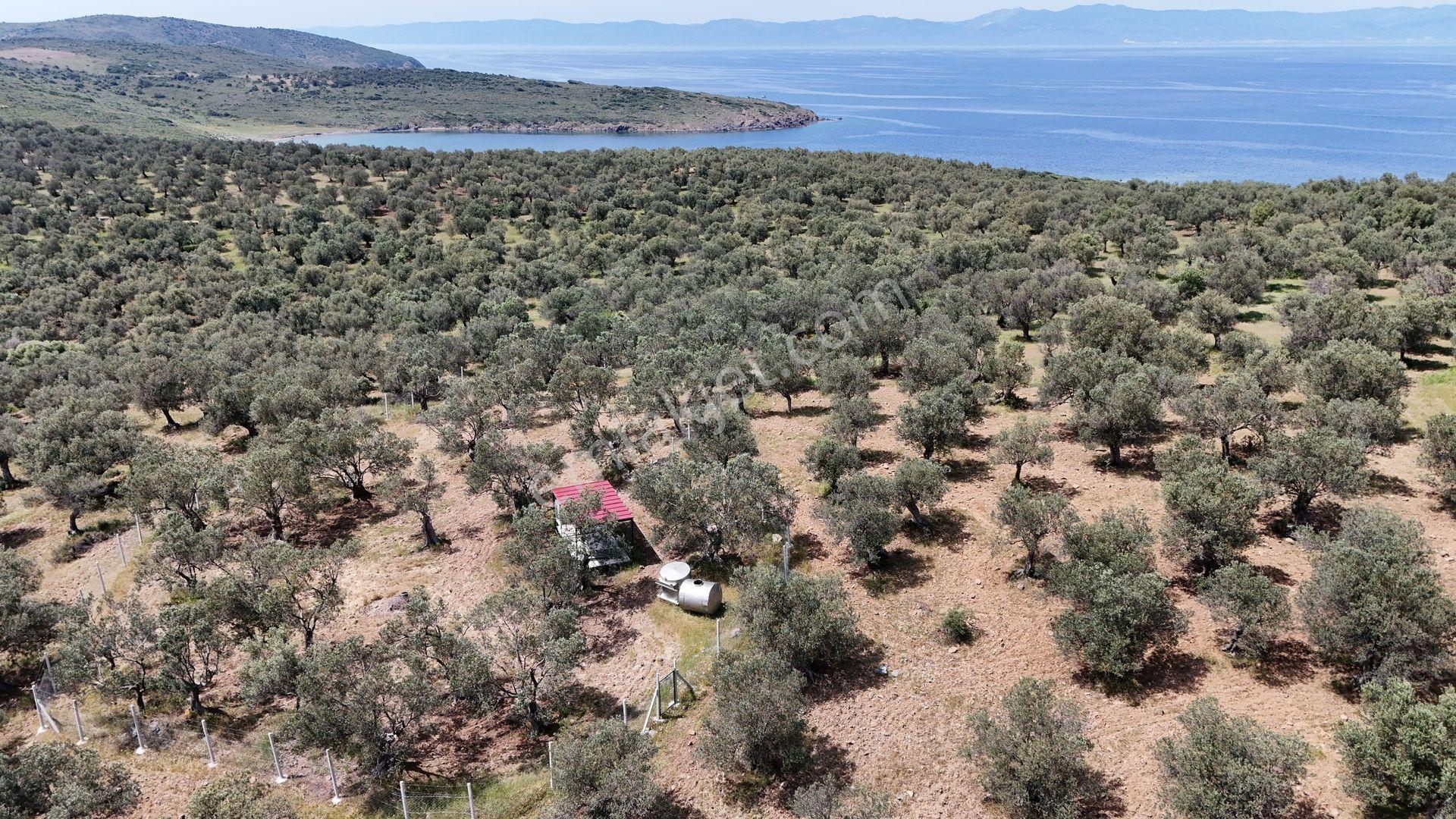 S&s Emlak'dan Cunda Pateriça Koyunda Satılık 1605 M2 Zeytinlik - Görsel 9
