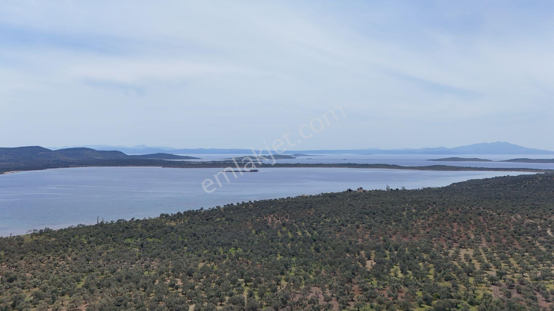 S&s Emlak'dan Cunda Pateriça Koyunda Satılık 1605 M2 Zeytinlik - Görsel 2