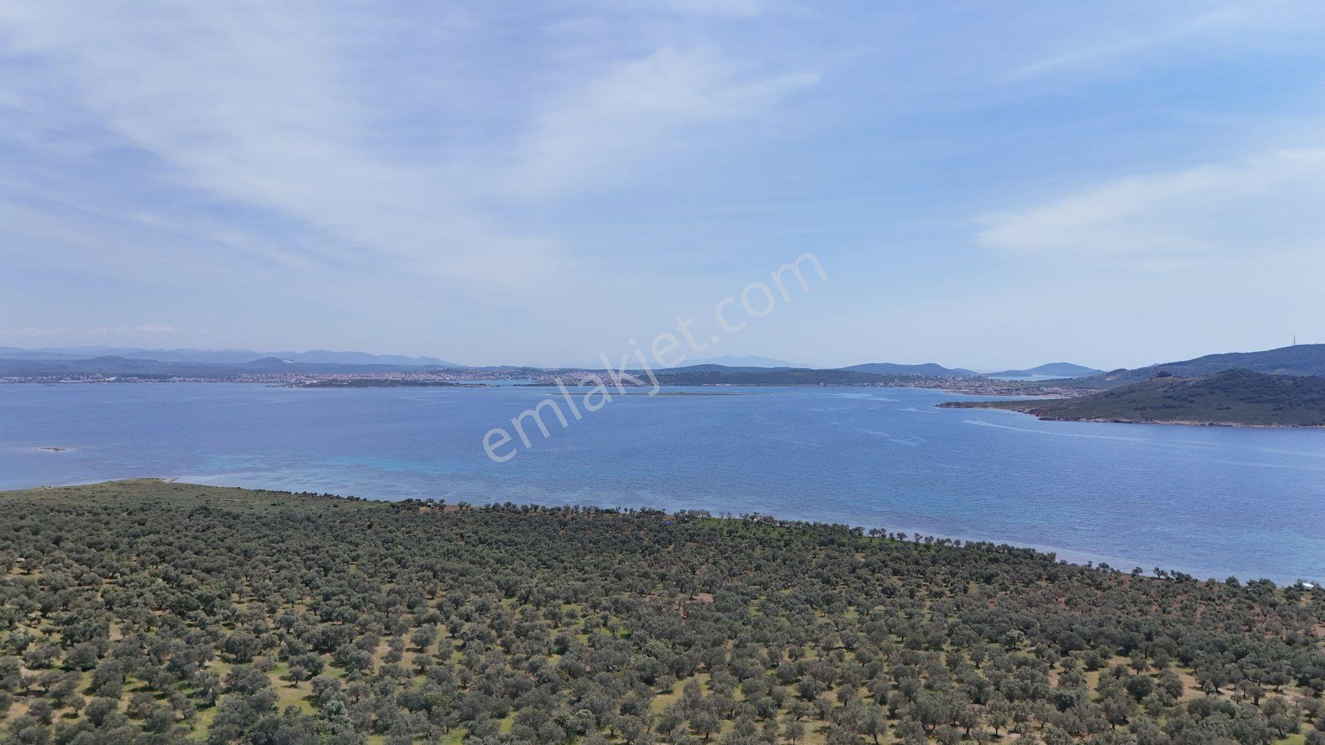 S&s Emlak'dan Cunda Pateriça Koyunda Satılık 1605 M2 Zeytinlik